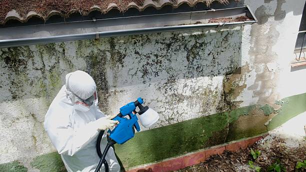 Trusted Attic Mold Removal service in Round Rock, TX - Cheap Mold Removal